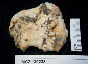 Media type: image;   Invertebrate Zoology 139233
